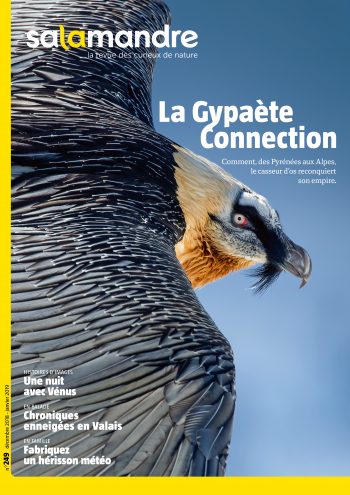 Couverture de La Salamandre n°249