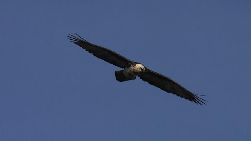 gypaète barbu en vol