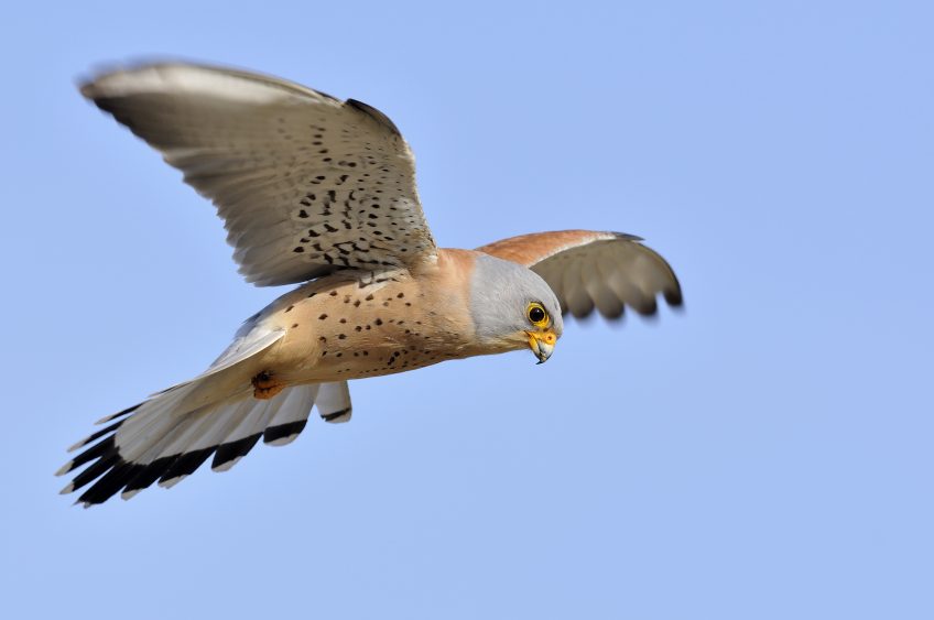 Aidez le faucon crécerellette, un petit rapace méditerranéen menacé. Vendredi Vert La Salamandre pour deux rapaces menacés