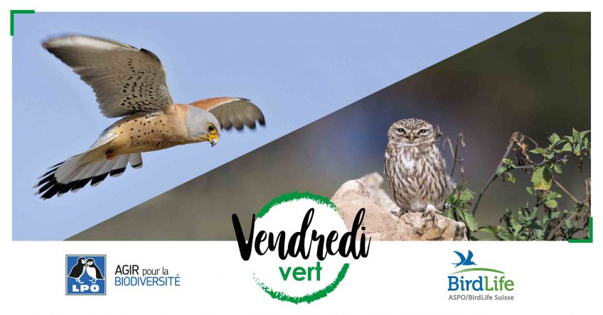 Vendredi Vert pour deux rapaces menacés - La Salamandre