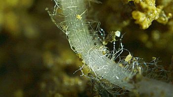 A travers leur documentaire, Samuel Kregic et Colin Bourquard veulent faire réaliser au public l’importance des êtres peuplant le sol. Dans la peau d’un réalisateur de films documentaires sur la nature