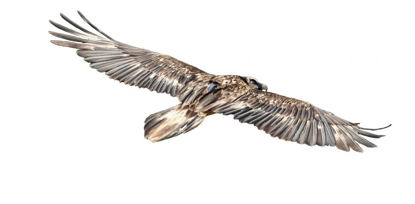 Adonis survolant Vebron en Lozère, 
le 9 septembre 2018
 Un trio de l’espoir pour le gypaète barbu dans les causses