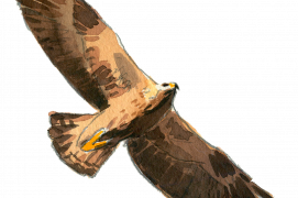 Aigle royal 
Envergure : 188-227 cm
Montagnes (F et CH)
 / © Jose Antonio Sencianes Ortega