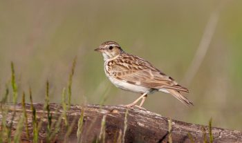 Alouette lulu Alouette lulu