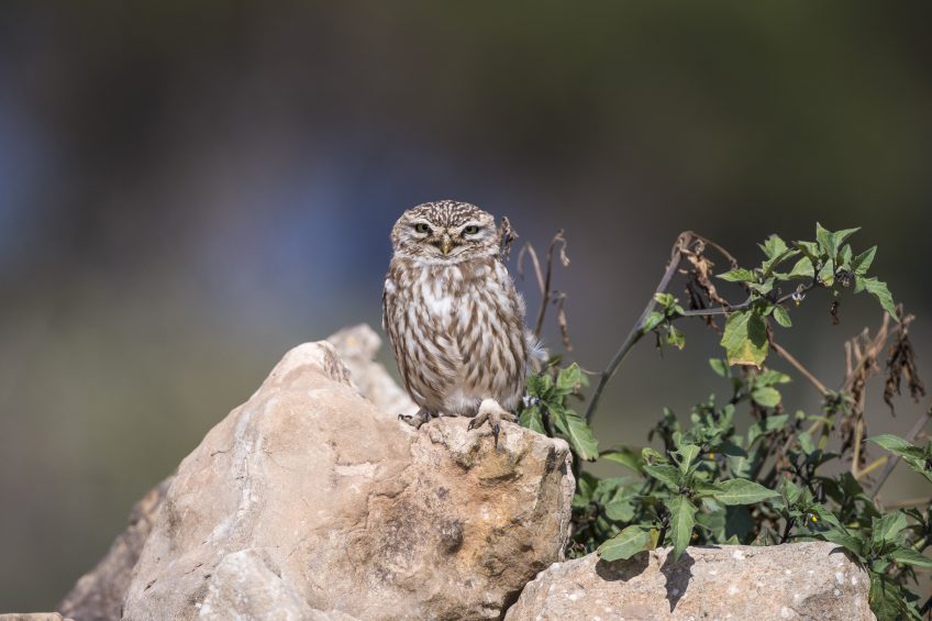 Chevêche d'Athéna Vendredi vert pour deux rapaces menacés - La Salamandre
