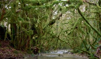 Berge moussue d’une rivière enchantée  Berge moussue d’une rivière enchantée