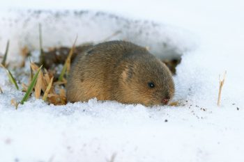 Campagnol terrestre, ennemi des cultures et proie du renard. Un collectif pour enlever le renard de la liste des nuisibles