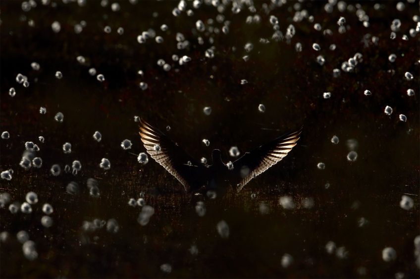 Cat. Général 1 - Courlis corlieu Concours photo de la station ornithologique suisse palmarès 2018