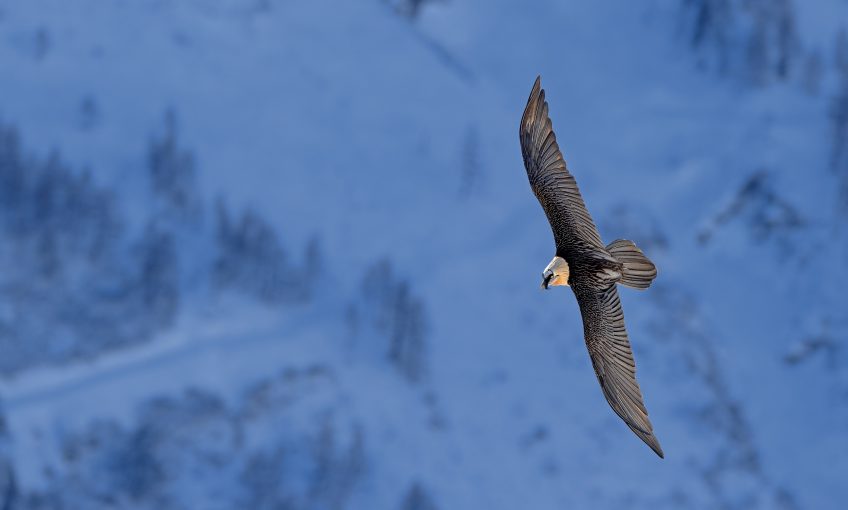 Dossier complet sur le gypaète barbu