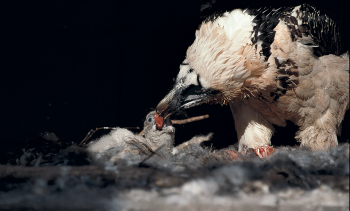 nourrissage d'un jeune gypaète barbu