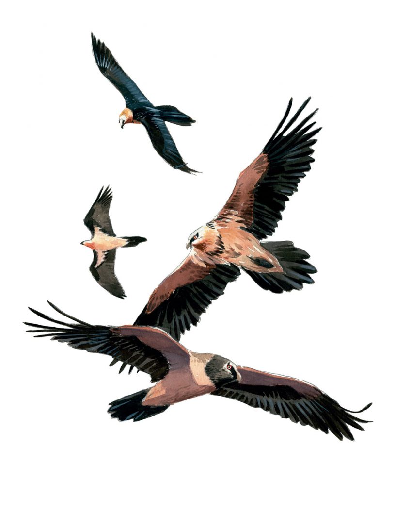 De haut en bas : adulte, subadulte 3e-4e année, subadulte 5e-6e année, subadulte 1e-2e année Couleurs du plumage du gypaète barbu selon son âge