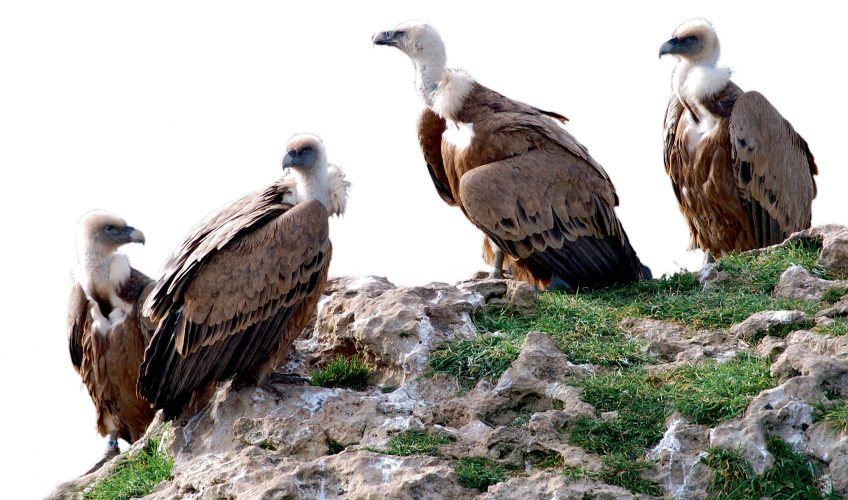 Des vautours sous son aile dans la Drôme