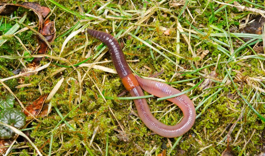 Le lombricompostage, comment recycler nos déchets verts avec des vers de terre
