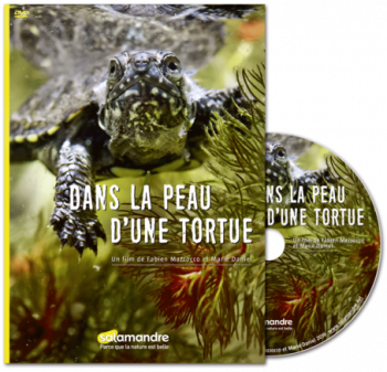 Comment la tortue cistude fait-elle pour passer l’hiver même quand l'eau gèle ?