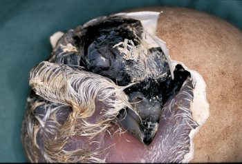 œuf de gypaète barbu