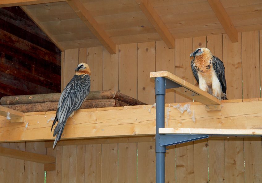 Naissance d'un premier gypaète barbu face au mont Blanc
