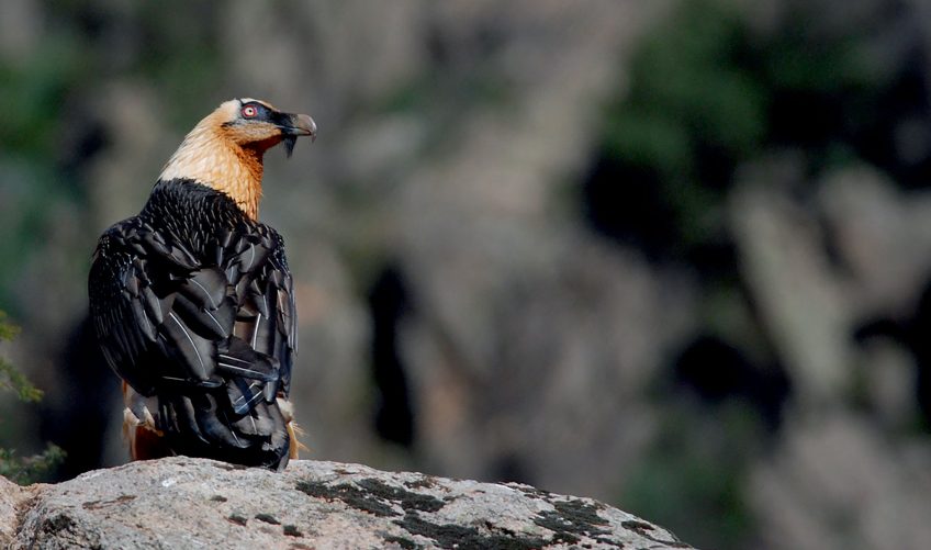 Quel est l'état de la population de gypaète barbu en Corse ?