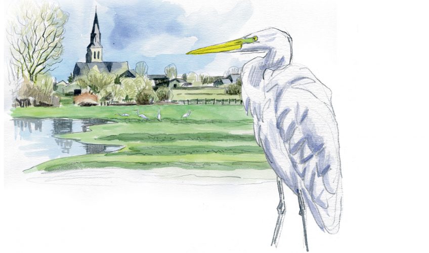 La grande aigrette, l'oiseau qui a faillir disparaître, le récit de son retour en force