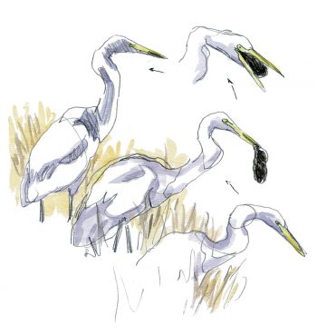 La grande aigrette, l'oiseau qui a faillir disparaître, le récit de son retour en force