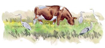 La grande aigrette, l'oiseau qui a faillir disparaître, le récit de son retour en force