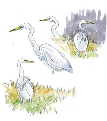 La grande aigrette, l'oiseau qui a faillir disparaître, le récit de son retour en force