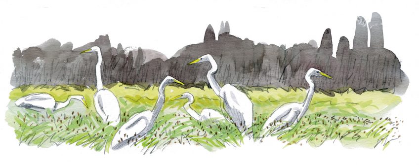 La grande aigrette, l'oiseau qui a faillir disparaître, le récit de son retour en force