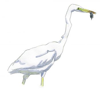 La grande aigrette, l'oiseau qui a faillir disparaître, le récit de son retour en force