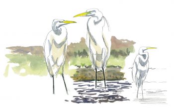 La grande aigrette, l'oiseau qui a faillir disparaître, le récit de son retour en force