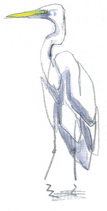 La grande aigrette, l'oiseau qui a faillir disparaître, le récit de son retour en force