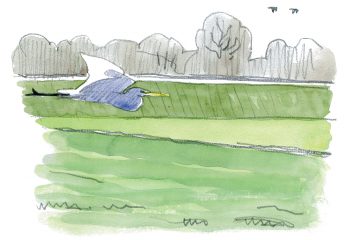 La grande aigrette, l'oiseau qui a faillir disparaître, le récit de son retour en force