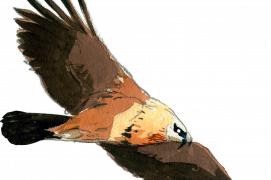 Gypaète barbu adulte
Envergure : 250-280 cm
Montagnes (F et CH) / © Jose Antonio Sencianes Ortega