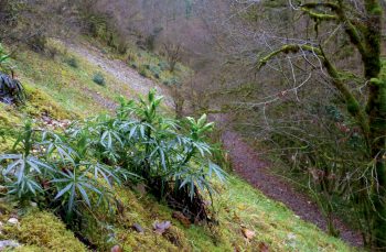 Hellébore fétide Les mousses sous le loupe au cours d'une balade dans le Bugey