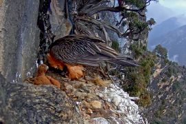 Jeune âgé de 1 mois / © PACT-andorra et Gouvernement d’Andorra (webcam)