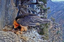 Jeune âgé de 2 jours / © PACT-andorra et Gouvernement d’Andorra (webcam)