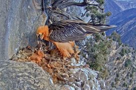 Jeune âgé de 2 semaines / © PACT-andorra et Gouvernement d’Andorra (webcam)