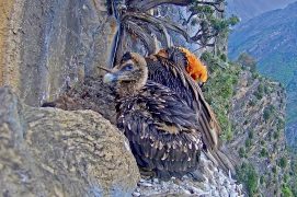 Jeune âgé de 3 mois / © PACT-andorra et Gouvernement d’Andorra (webcam)