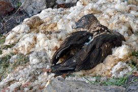La balise GPS placée sur le dos de l’oiseau permettra de suivre ses déplacements durant environ deux ans. / © Hansruedi Weyrich