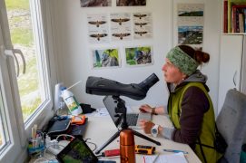 La biologiste Franziska Lörcher surveille et nourrit le jeune gypaète quotidiennement pendant 60 à 80 jours après son lâcher. / © Hansruedi Weyrich