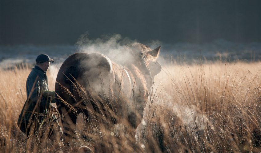 Le cheval de trait fait son retour en Belgique pour le débardage du bois.