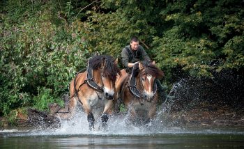 Le cheval de trait fait son retour en Belgique pour le débardage du bois.