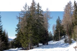 La Plantation, petit coin de forêt laissé sauvage / © Sofia Matos