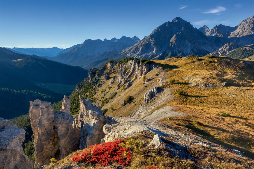 Chronique du retour du gypaète barbu dans les Alpes Suisse