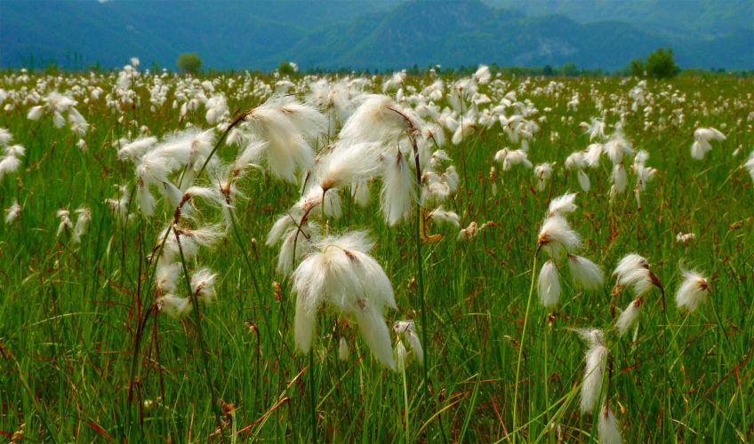 Comment et pourquoi faire renaître les tourbières ?