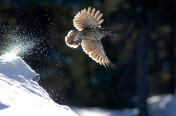 Le discret cassenoix moucheté Comment lire la neige ? La réponse du nivologue Robert Bolognesi