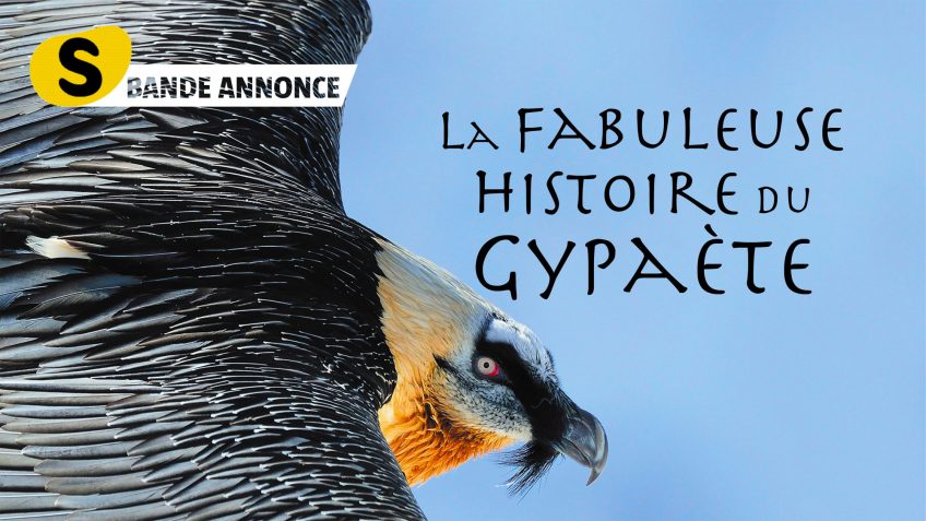 La fabuleuse histoire du gypaète, bande annonce du film salamandre
