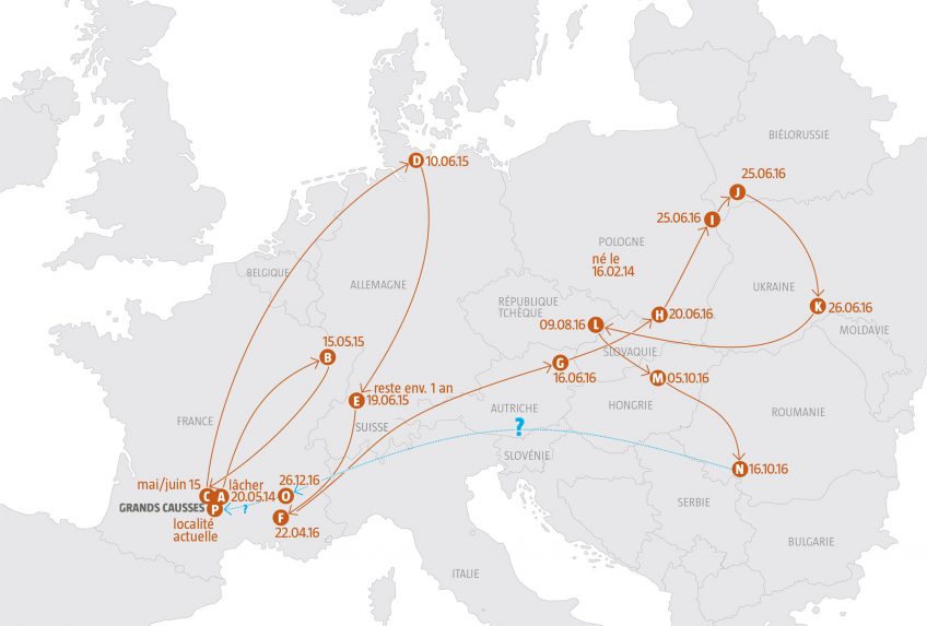 Trajet du gypaète Adonis Un trio de l’espoir pour le gypaète barbu dans les causses