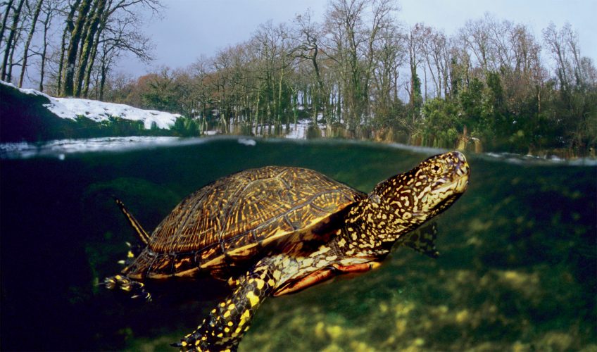 Comment la tortue cistude fait-elle pour passer l’hiver même quand l'eau gèle ?