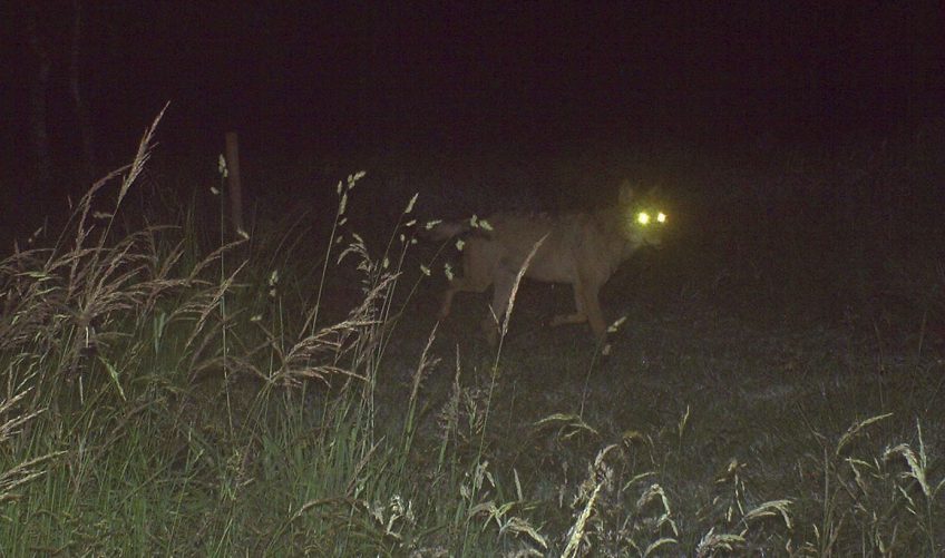 2018, une bonne année pour le loup en Belgique