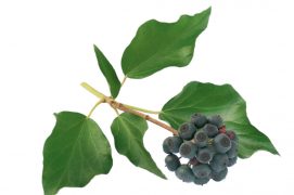 Ses fruits noir-bleuté mûrissent tout l’hiver. Toxiques pour nous autres humains, ils sont très appréciés des oiseaux. Les petites boules façonnées pour glisser facilement dans leur gésier se révèlent suffisamment caloriques. Avec 30 % de lipides annoncés sur l’étiquette, même les renards et les martres les consomment en cas de disette hivernale. / © Marty Kropp - fotolia