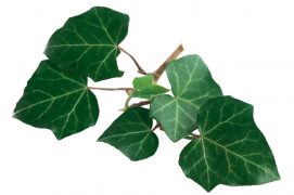 Ses feuilles restent vertes pendant près de trois ans avant de tomber. Incroyablement résistantes, elles survivent à des températures très basses, jusqu’à - 24 °C ! Leur secret ? Une cire antigel et anti-dessèchement composée de plusieurs substances que le lierre accumule dans les tissus de son feuillage au fur et à mesure que le froid s’installe. / © Shutterstock